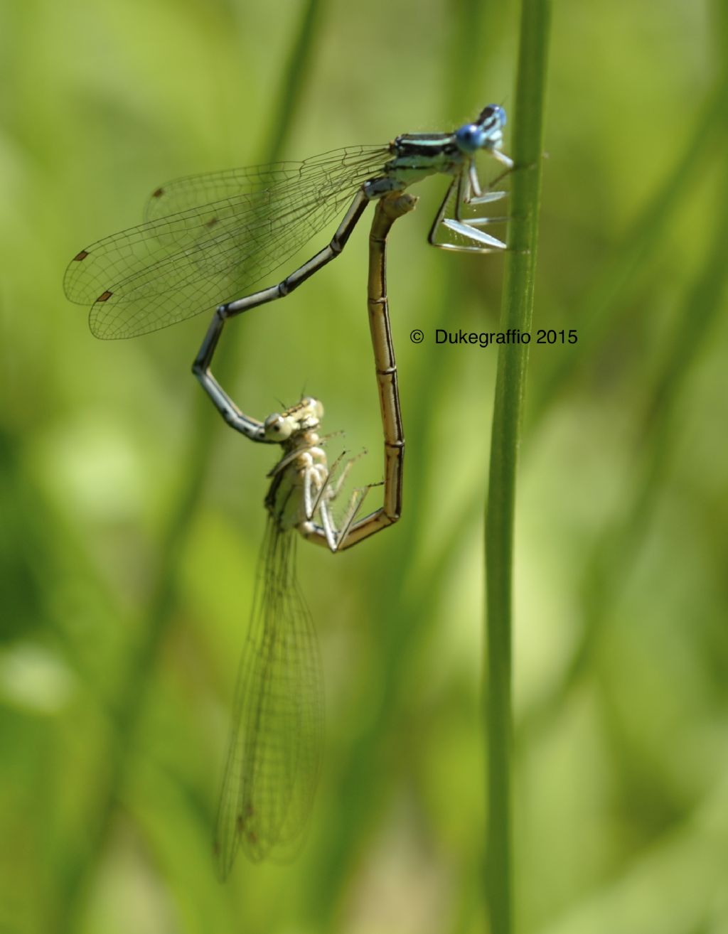 Damigelle - Platycnemis pennipes